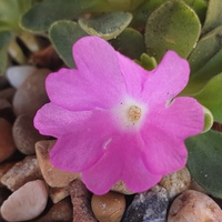 Primula  'Gold Edge'
